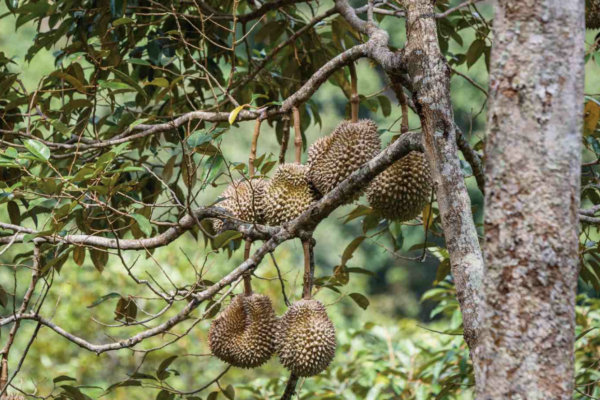 greenacres1 greenacres1